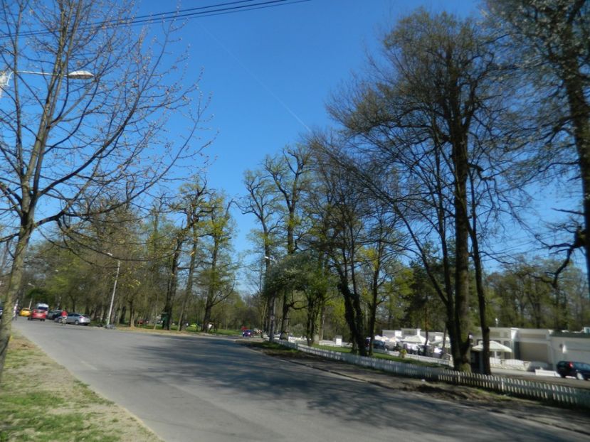  - 2017 LA PADURE TIMISOARA