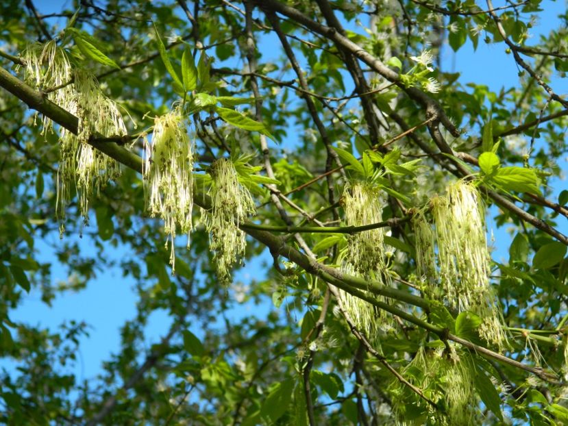  - 2017 LA PADURE TIMISOARA