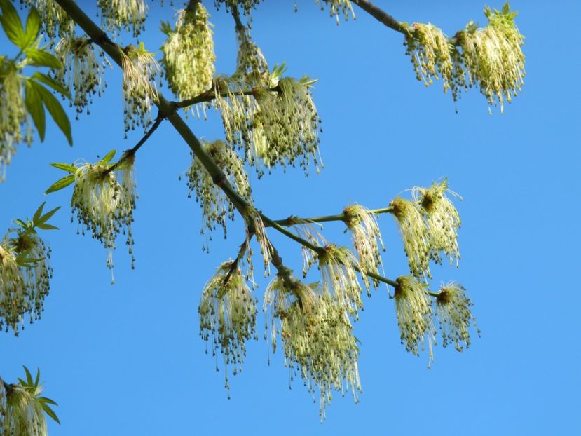  - 2017 LA PADURE TIMISOARA