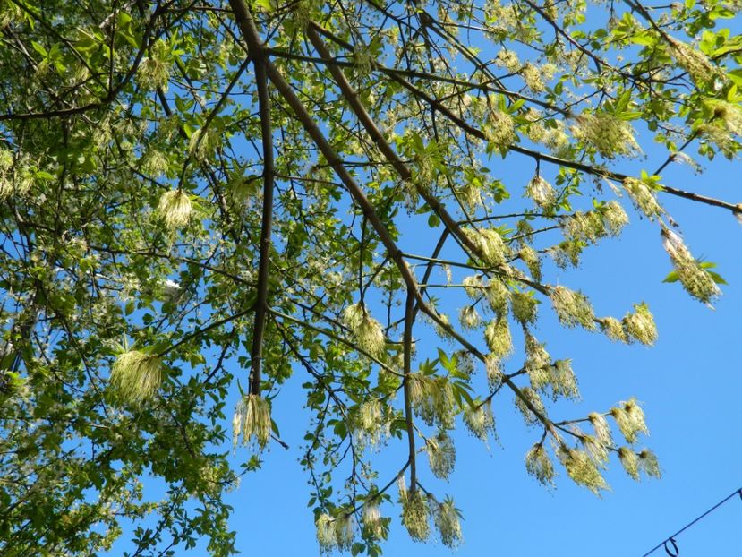  - 2017 LA PADURE TIMISOARA