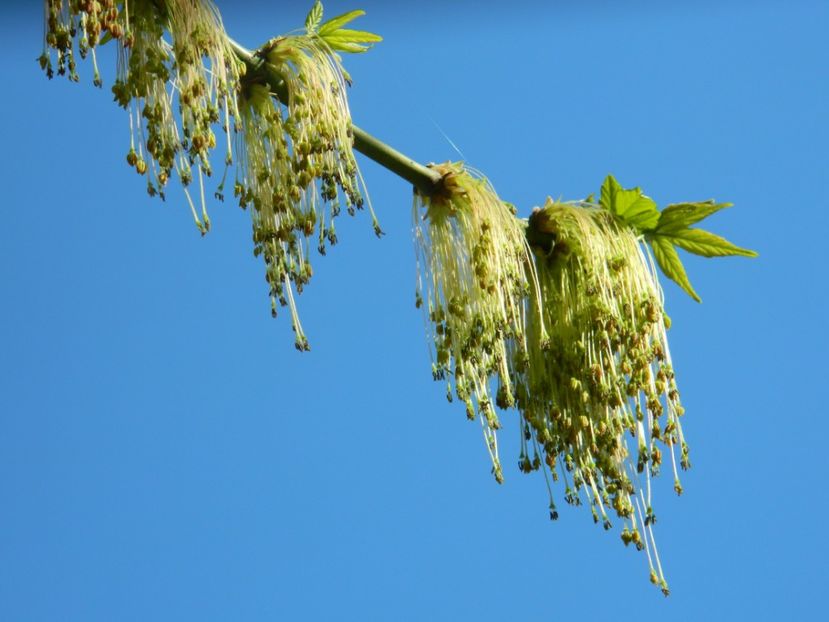  - 2017 LA PADURE TIMISOARA