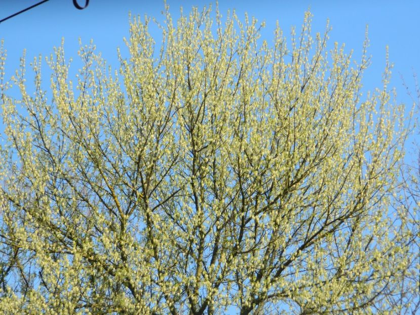  - 2017 LA PADURE TIMISOARA