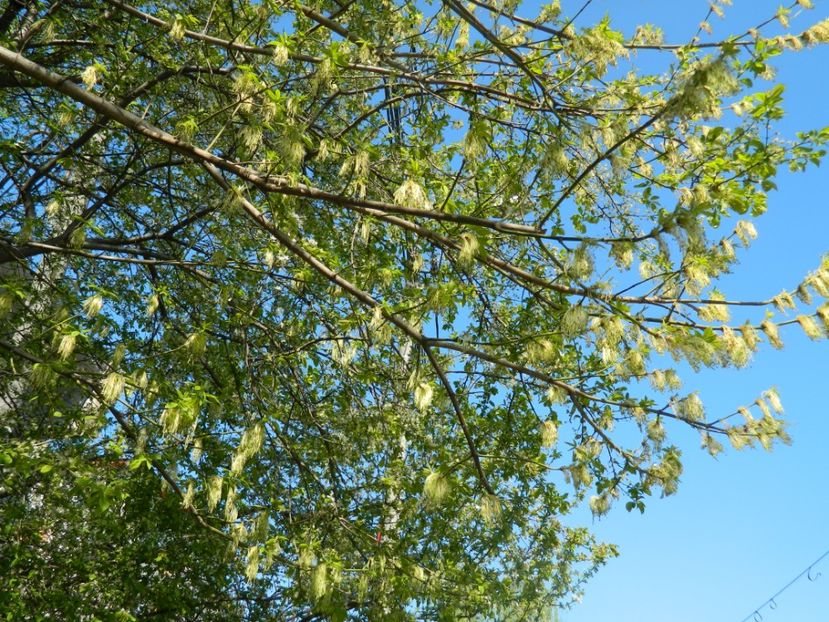  - 2017 LA PADURE TIMISOARA