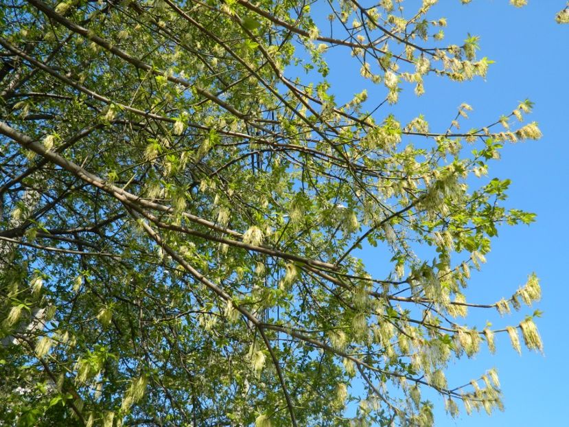  - 2017 LA PADURE TIMISOARA