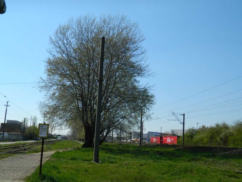  - 2017 LA PADURE TIMISOARA