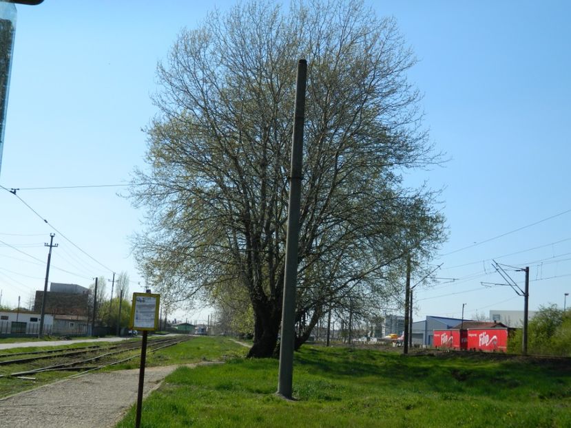  - 2017 LA PADURE TIMISOARA