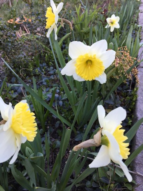  - Narcise 2017 2023 24