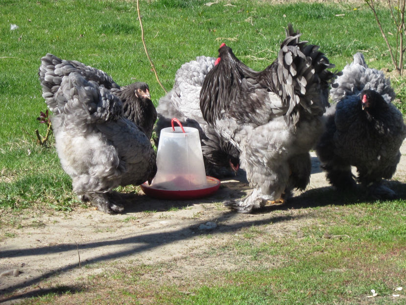  - BRAHMA ALBASTRU PENTRU 2017