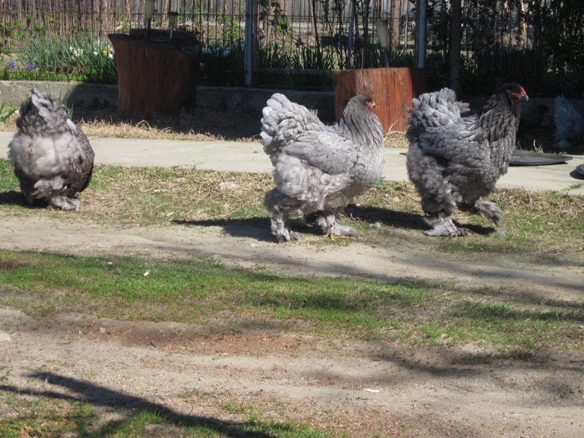  - BRAHMA ALBASTRU PENTRU 2017