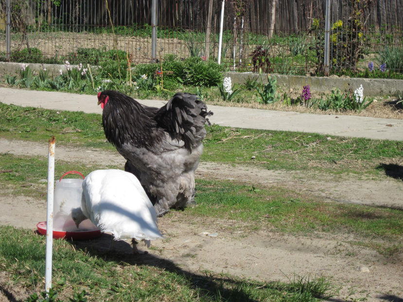  - BRAHMA ALBASTRU PENTRU 2017