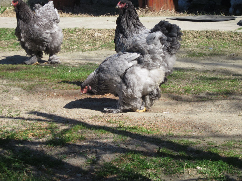  - BRAHMA ALBASTRU PENTRU 2017