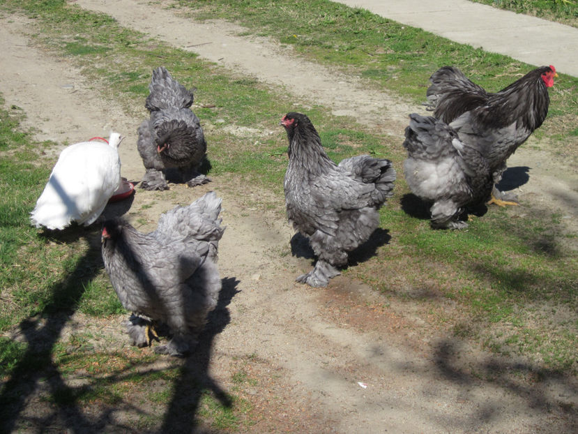  - BRAHMA ALBASTRU PENTRU 2017