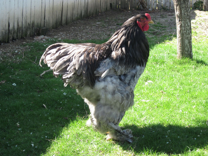  - BRAHMA ALBASTRU PENTRU 2017