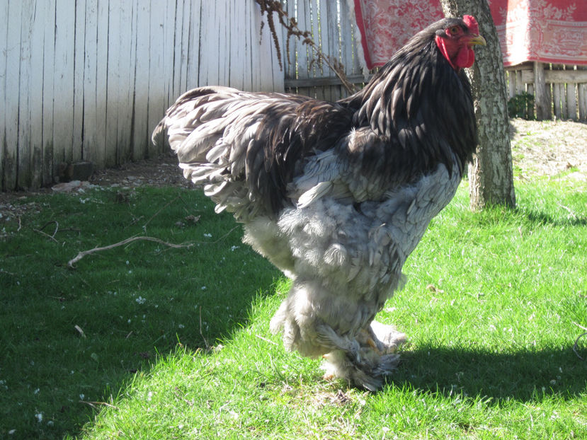  - BRAHMA ALBASTRU PENTRU 2017