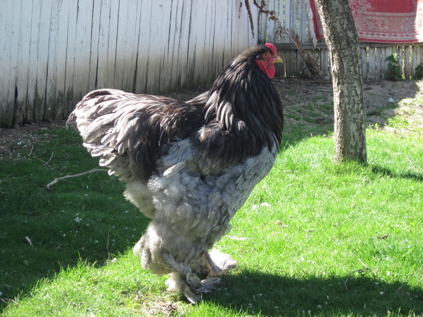  - BRAHMA ALBASTRU PENTRU 2017