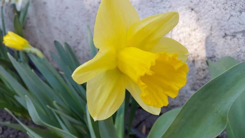 Narcise Carlton 2017-04-02 - 2017 Narcise