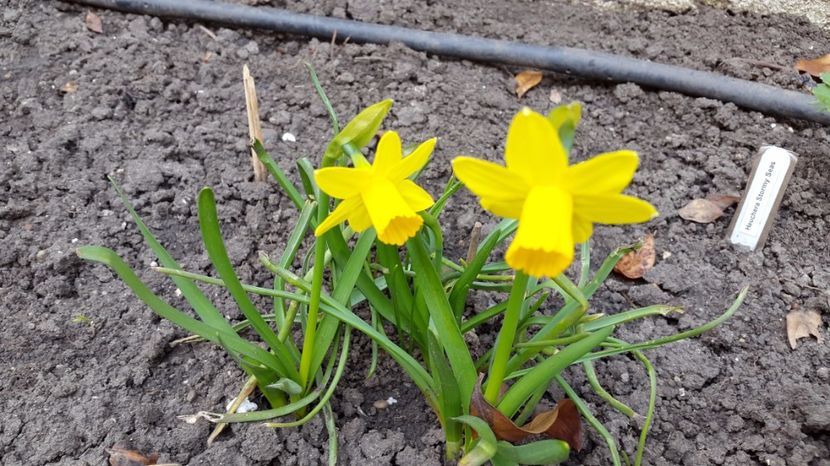 narcise pitice Tete a tete 2017-03-23 (5) - 2017 Narcise