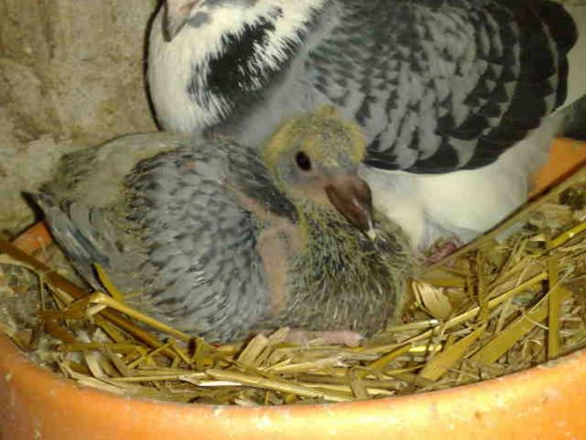 - Pui 2017-2018 -2019-2020 -2021-matca-doici-vind aproape tot lotul