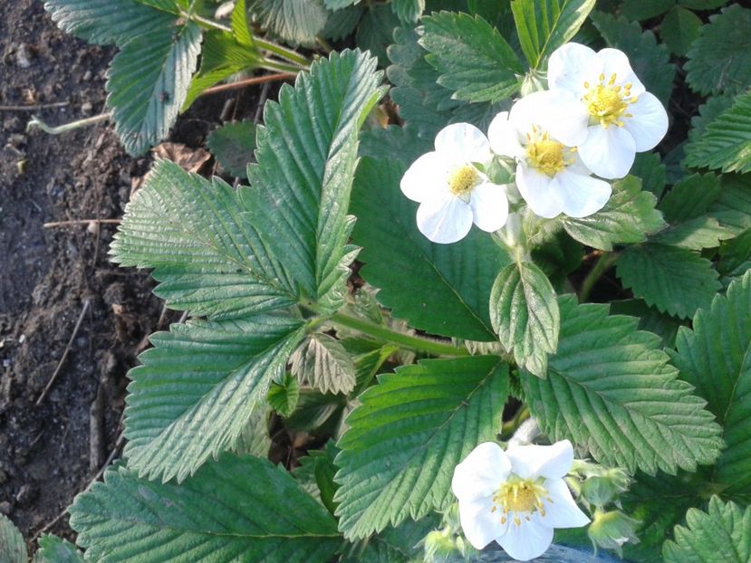 Fotografie0647 - 0 Fragi de gradina