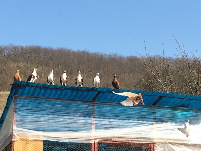  - 001 prima ieșire 2017