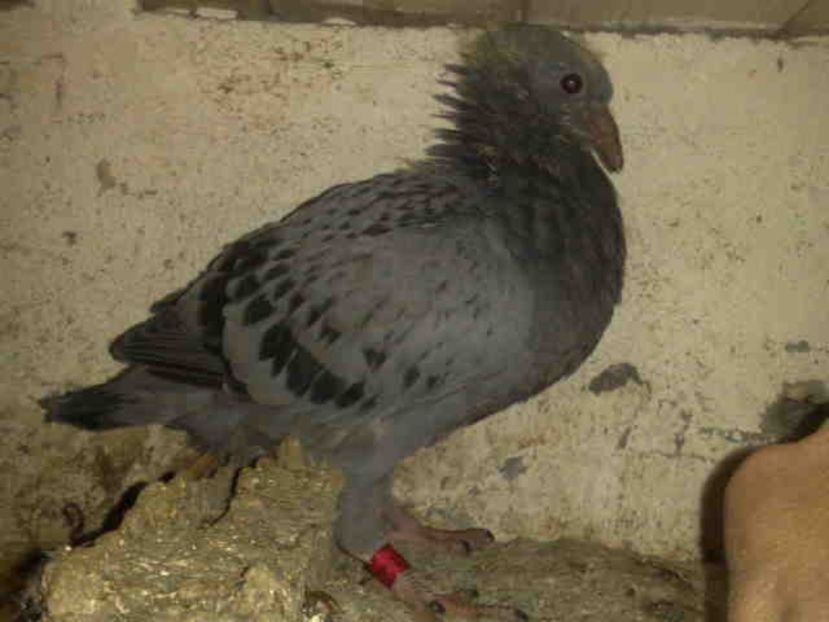  - Pui 2017-2018 -2019-2020 -2021-matca-doici-vind aproape tot lotul