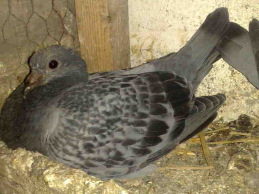  - Pui 2017-2018 -2019-2020 -2021-matca-doici-vind aproape tot lotul