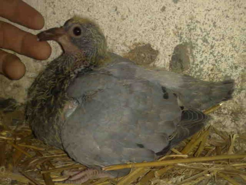  - Pui 2017-2018 -2019-2020 -2021-matca-doici-vind aproape tot lotul