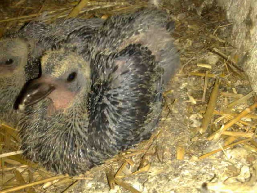  - Pui 2017-2018 -2019-2020 -2021-matca-doici-vind aproape tot lotul