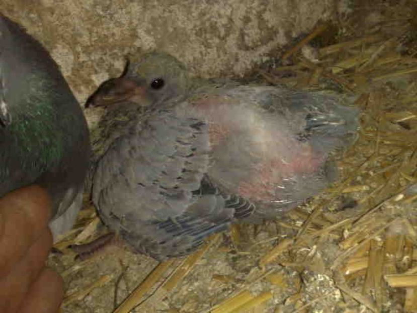  - Pui 2017-2018 -2019-2020 -2021-matca-doici-vind aproape tot lotul