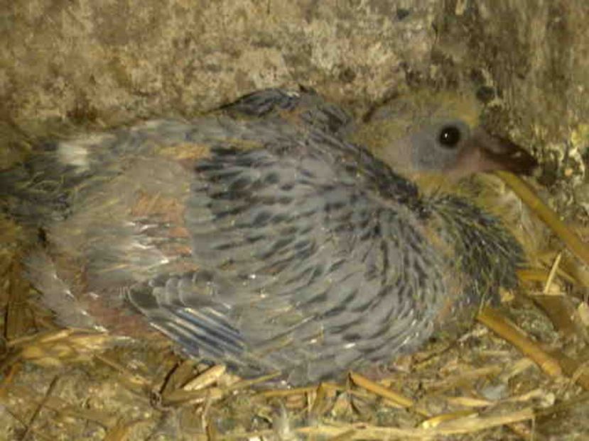  - Pui 2017-2018 -2019-2020 -2021-matca-doici-vind aproape tot lotul