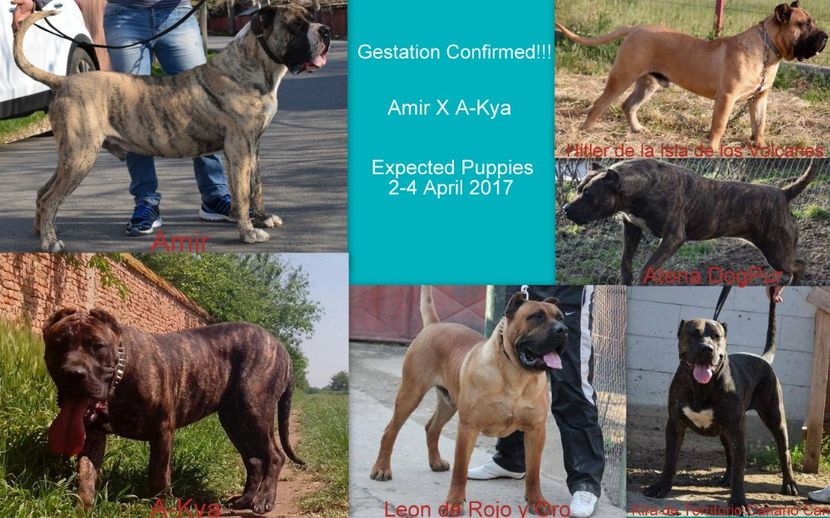 Desktop - Vanduti Canisa De Casa Dragnuta Pui Dogo Canario cu pedigree - Presa Canario cu pedigree