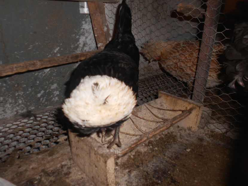  - Motata olandeza neagra cu mot alb matca pentru 2017