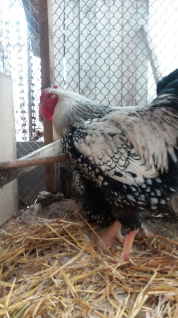  - Wyandotte argintiu matca 2017