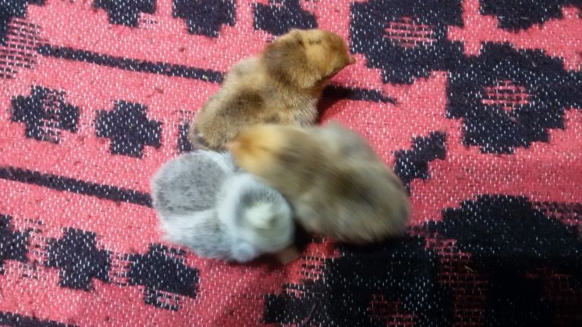  - Pui phoenix si mii de flori 2017