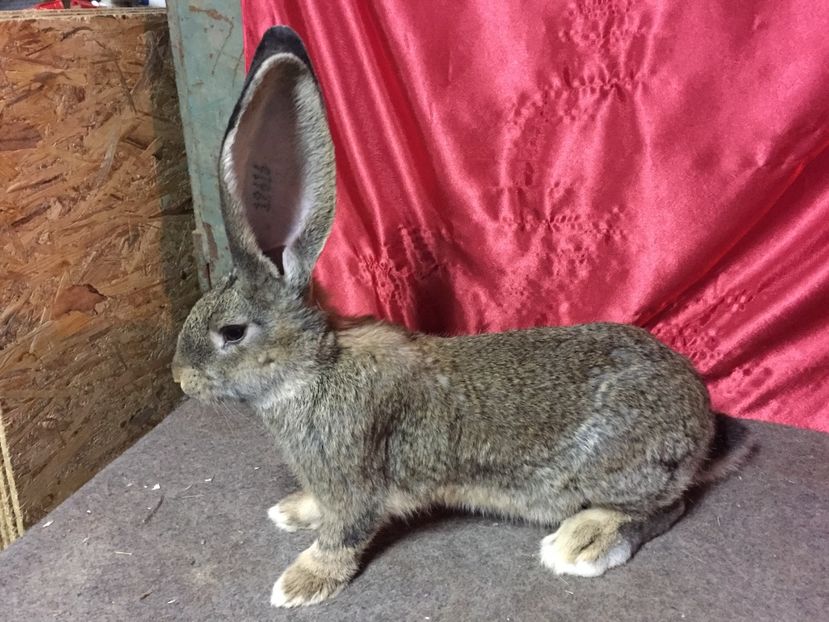 RO 422 12616(M) - TINERET 2017