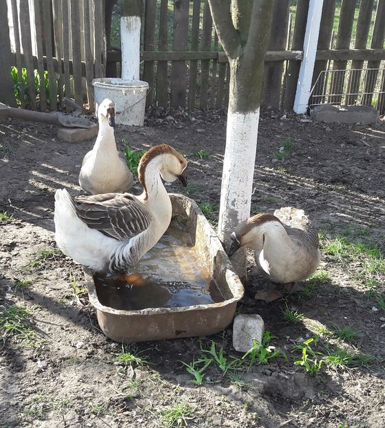  - a Gaste Africane matca 2017