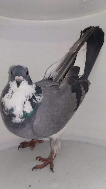 F 2016 vanduta - De! voiajori vanduti