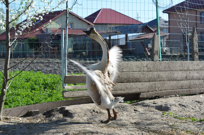 alura de sportiv - B2 - Gaste Africane si Chinezesti