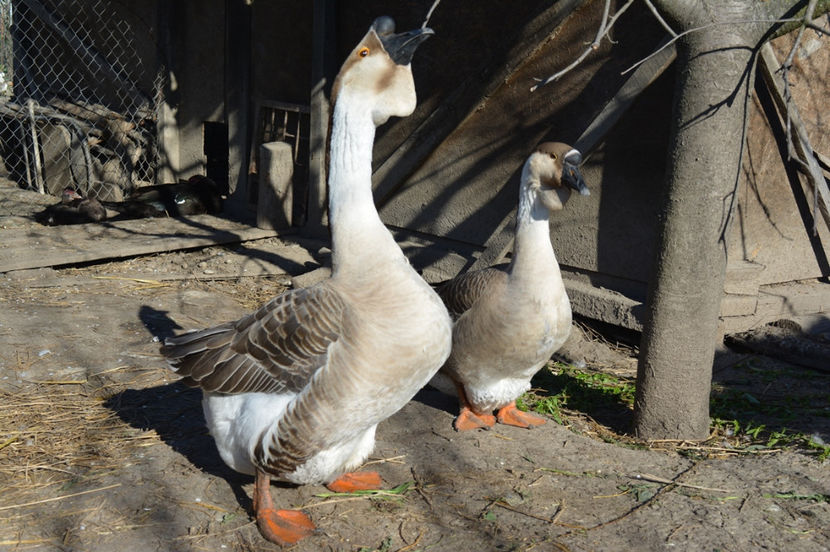 alura de ... gurmanzi - B2 - Gaste Africane si Chinezesti