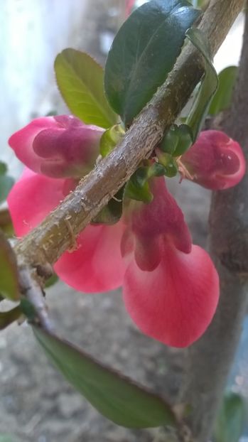 gutui japonez - Primavara 2017