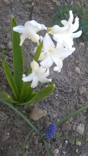 zambila alba - Primavara 2017