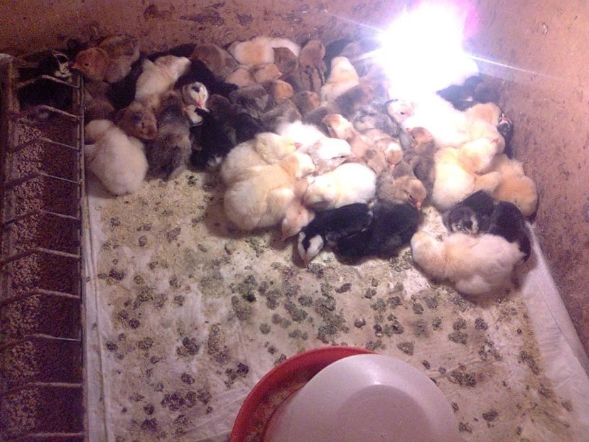 Fotografie2533 - seria 2