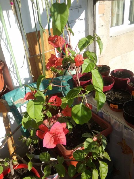  - Bougainvillea rosie-Don Mario