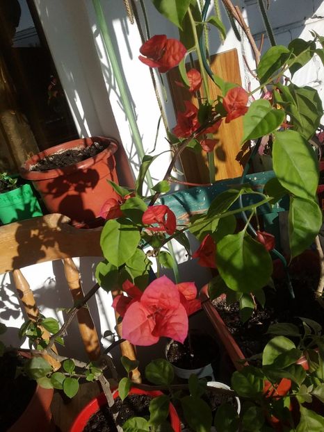  - Bougainvillea rosie-Don Mario