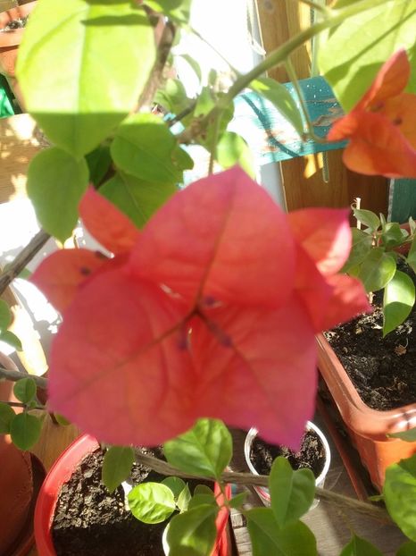  - Bougainvillea rosie-Don Mario
