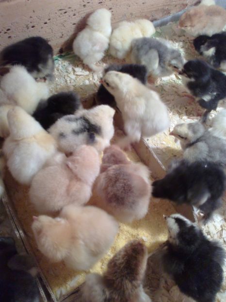  - Puisori martie 2017