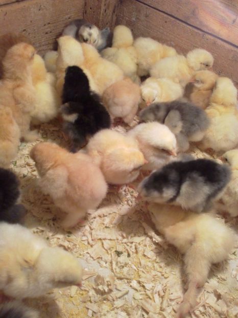  - Puisori martie 2017