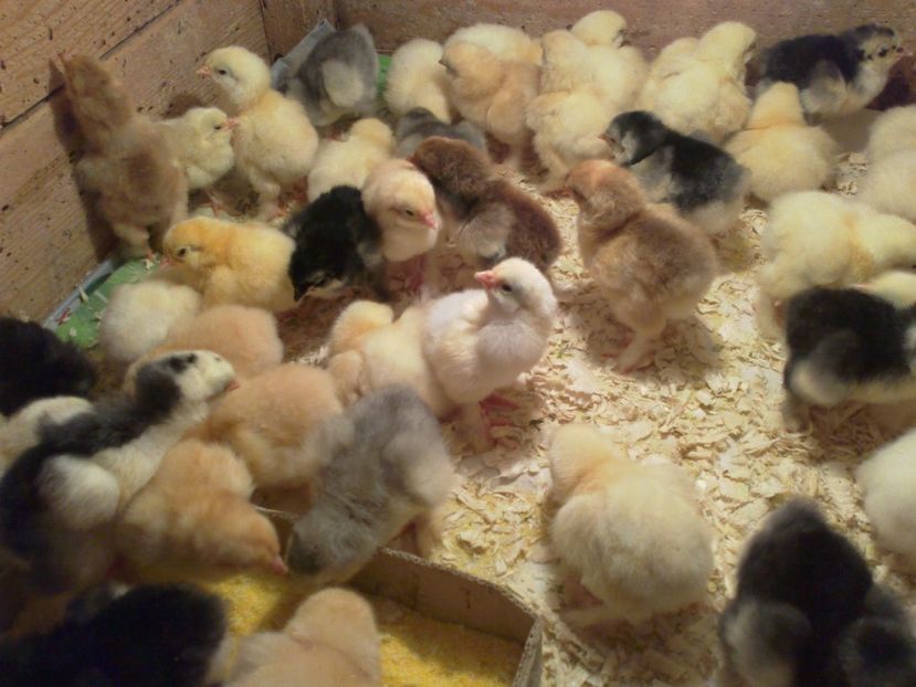  - Puisori martie 2017