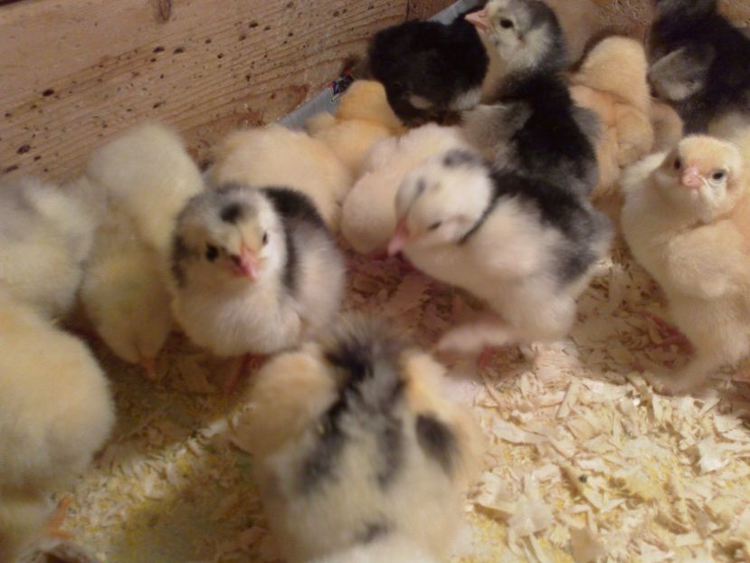  - Puisori martie 2017