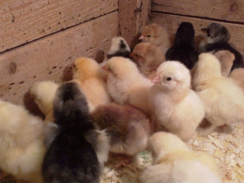  - Puisori martie 2017